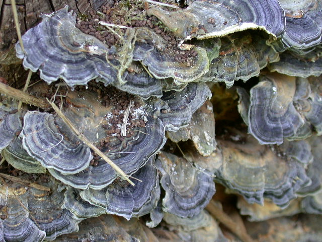 Trametes versicolor ? (Trametes versicolor)